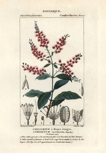 Combretum coccineum - Stanghi Stanghi