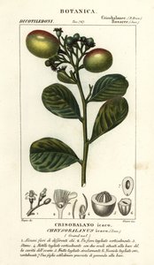 Chrysobalanus icaco