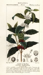 Café, Coffea arabica - Stanghi Stanghi