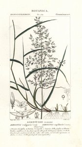 Agrostide commune, Agrostis capillaris