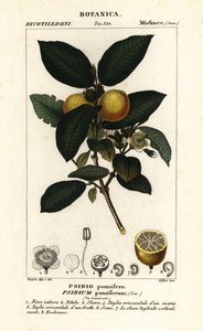 Goyave commune, Psidium guajava