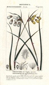 Linaigrette, Eriophorum angustifolium