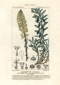 Bougies crémeuses, Stackhousia monogyna - Stanghi Stanghi
