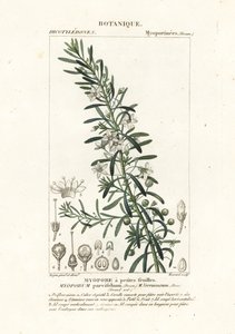 Myoporum parvifolium - Stanghi Stanghi