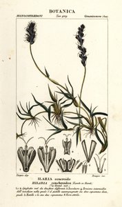 Mésquite bouclée, Hilaria cenchroides