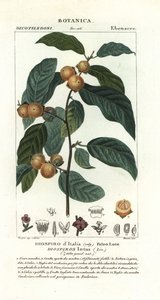 Plaqueminier de Virginie, Diospyros lotus