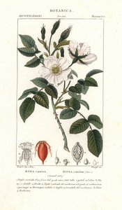 Églantier, Rosa canina