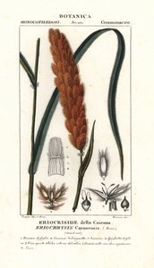 Eriochrysis cayannensis, herbe tropicale américaine