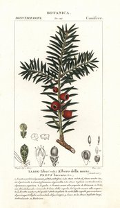 If européen, Taxus baccata