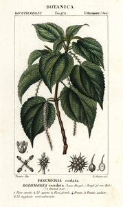 Fausse ortie, Boehmeria caudata