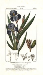Iris florentin, Iris germanica var florentina - Stanghi Stanghi