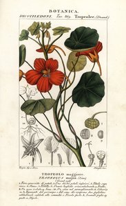 Capucine, Tropaeolum majus