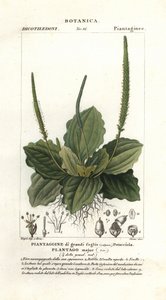 Grand plantain, Plantago major - Stanghi Stanghi