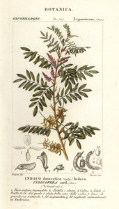 Indigo du Guatemala, Indigofera suffruticosa - Stanghi Stanghi