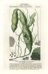 Ulva intestinalis