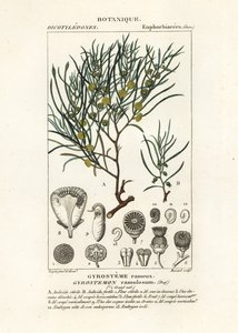 Arbre Gyrostemon ramulosus - Stanghi Stanghi