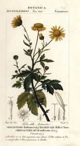 Chrysanthème indien, Chrysanthemum indicum