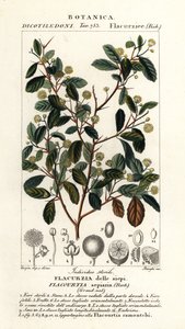 Prunier indien, Flacourtia indica