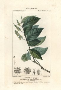 Bois de fer, Homalium racemosum