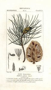Pin parasol, Pinus pinea