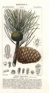 Pin parasol, Pinus pinea, Pino domestico