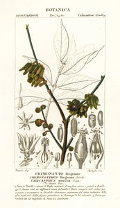 Chimonanthus praecox