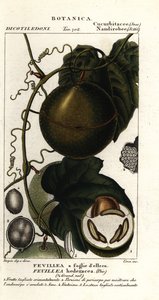Javillo ou fruit antidote caccoon, Fevillea cordifolia