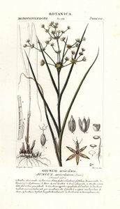 Joncs articulés, Juncus articulatus