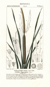 Lesser bulrush, Typha angustifolia