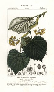 Tilleul ou tilleul argenté, Tilia alba