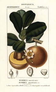 Pomme mammee, Mammea americana