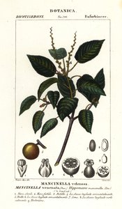 Manchineel ou arbre à pommes de plage, Hippomane mancinella