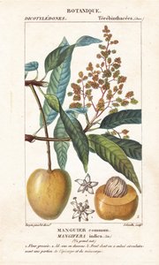 Mangue et section, Mangifera indica