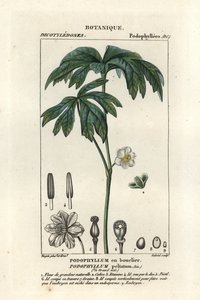 Podophylle pelté, Podophyllum peltatum - Stanghi Stanghi