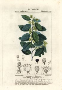 Nerprun méditerranéen, Rhamnus alaternus - Stanghi Stanghi