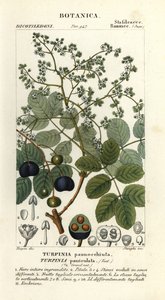 Muttonwood, Turpinia occidentalis