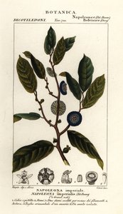 Napoleonaea imperialis - Stanghi Stanghi