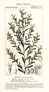 Olax stricta - Stanghi Stanghi