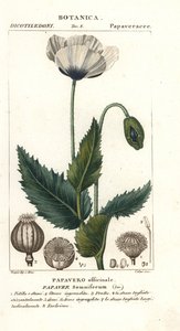 Pavot à opium, Papaver somniferum, Papavero officinale