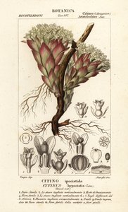 Plante parasite, Cytinus hypocistis