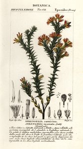 Sprengelia incarnata