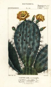 Figuier de Barbarie, Nopalea cochenillifera