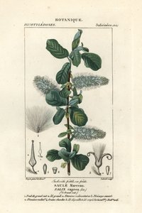 Saule marsault, Salix caprea