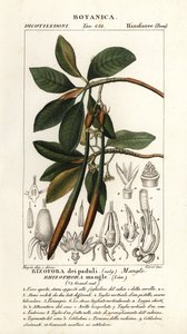 Palétuvier rouge, Rhozophora mangle