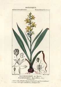 Racine rouge, Wachendorfia thyrsiflora
