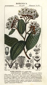 Sarcolaena multiflora - Stanghi Stanghi