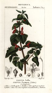 Sauge à feuilles brillantes, Salvia formosa