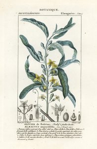 Olivier de Bohême, Elaeagnus angustifolia