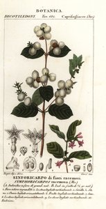 Symphorine, Symphoria racemosa