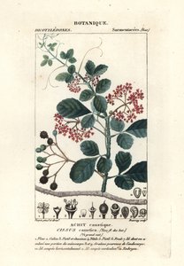 Cissus obovata - Stanghi Stanghi